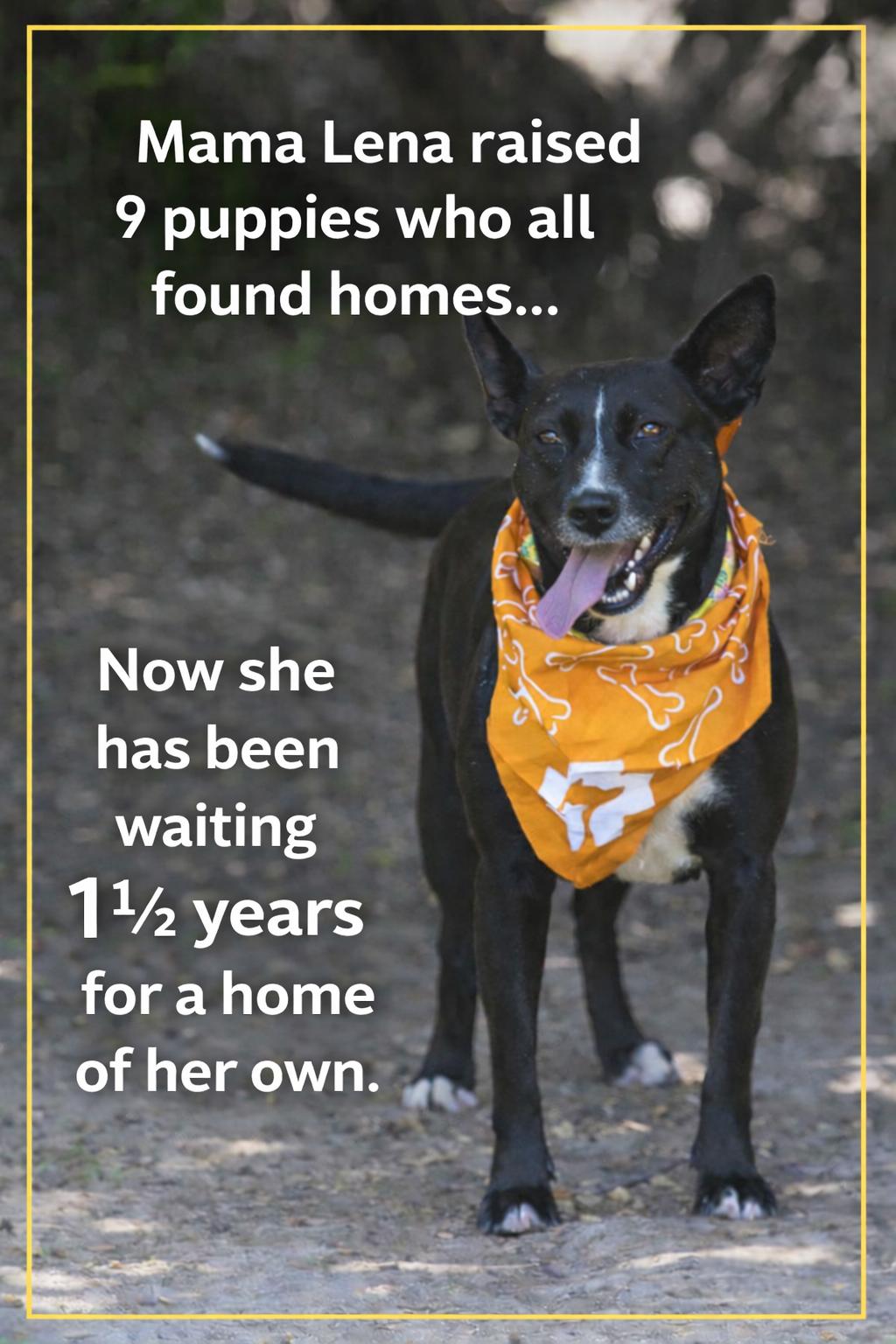 Enlarge Lena, a ADOPTABLE mixed breed in Encinitas, CA image 3/5