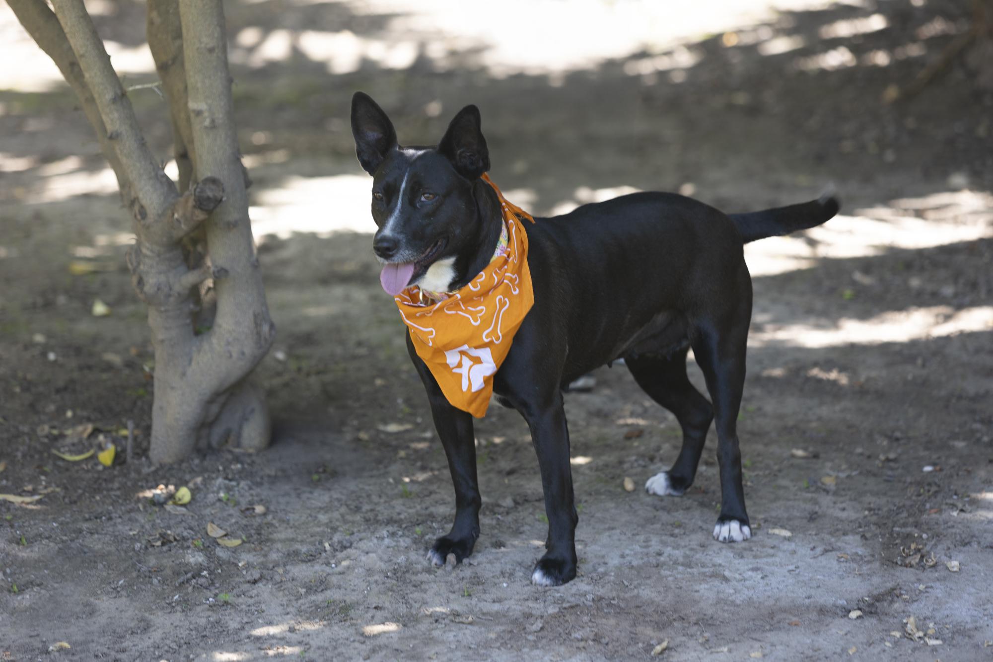 Enlarge Lena, a ADOPTABLE mixed breed in Encinitas, CA image 4/5