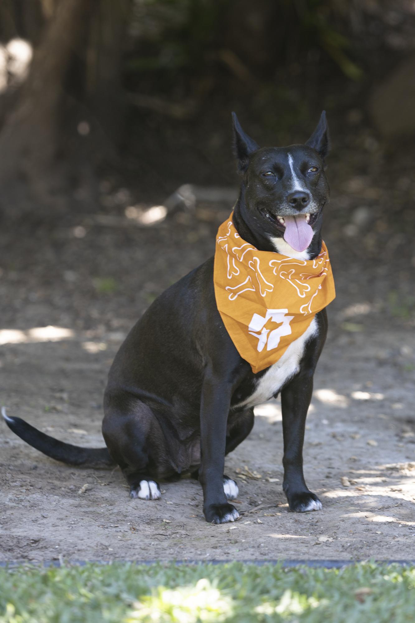 Enlarge Lena, a ADOPTABLE mixed breed in Encinitas, CA image 2/5