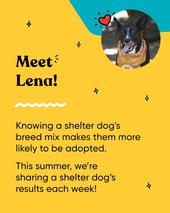 Enlarge Lena, a ADOPTABLE mixed breed in Encinitas, CA video 6/6