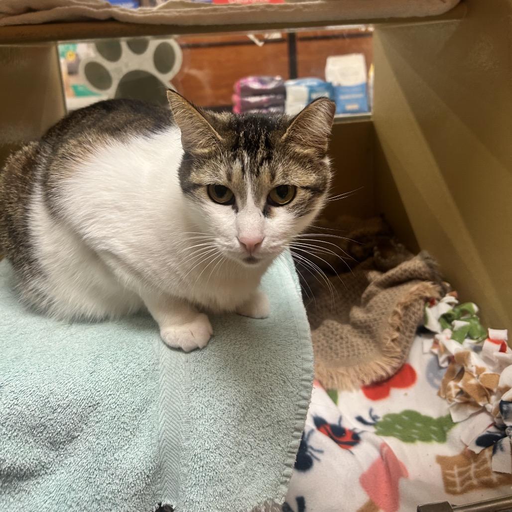 Miny, a Adoptable Domestic Short Hair in Wheeling, IL image 1/6
