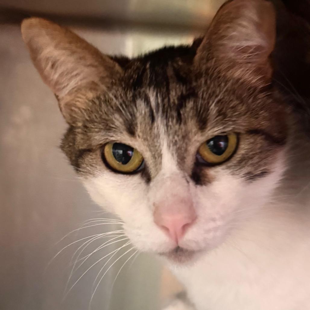 Miny, a Adoptable Domestic Short Hair in Wheeling, IL image 2/6