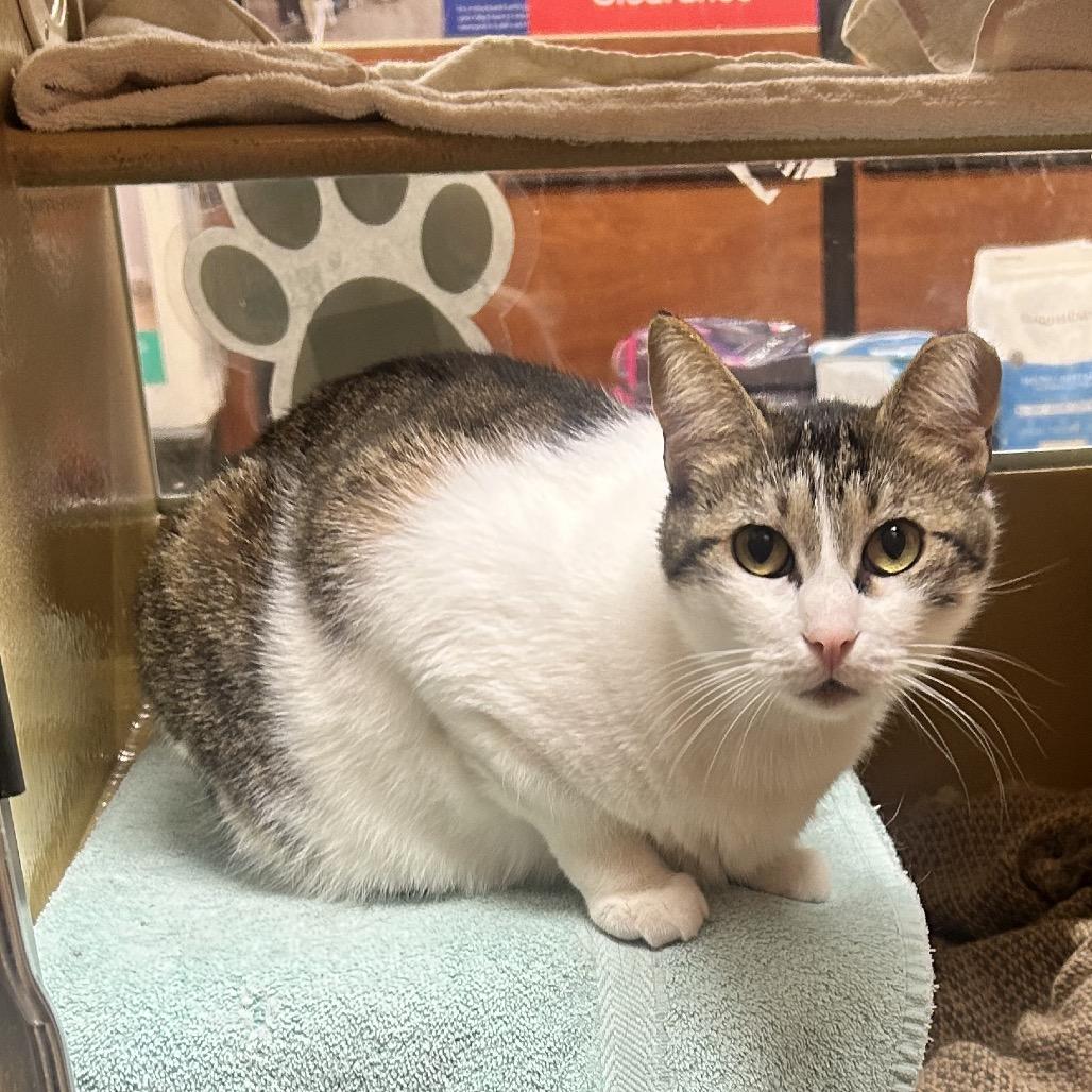 Miny, a Adoptable Domestic Short Hair in Wheeling, IL image 3/6