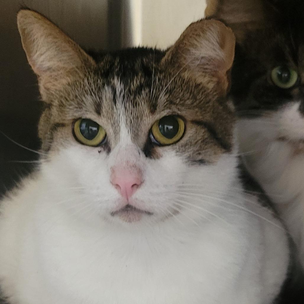 Miny, a Adoptable Domestic Short Hair in Wheeling, IL image 4/6