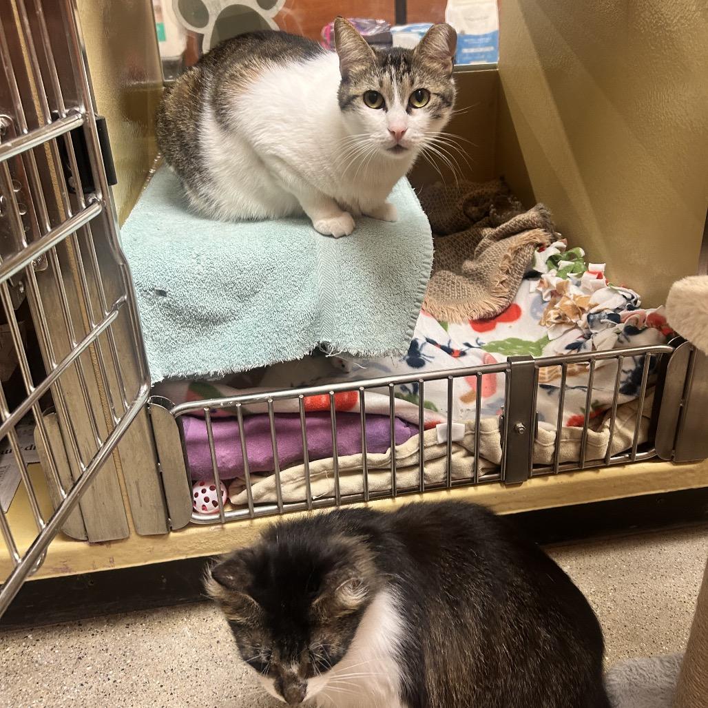 Miny, a Adoptable Domestic Short Hair in Wheeling, IL image 5/6