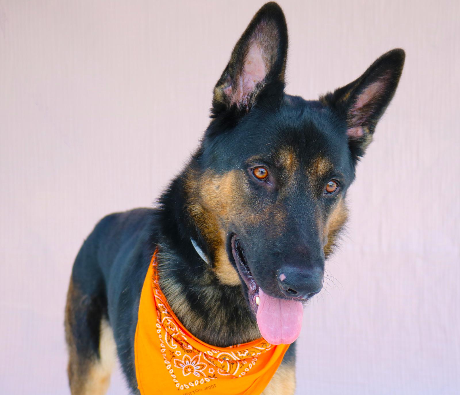 MAX, a Adoptable German Shepherd Dog in Pasadena, CA image 1/3