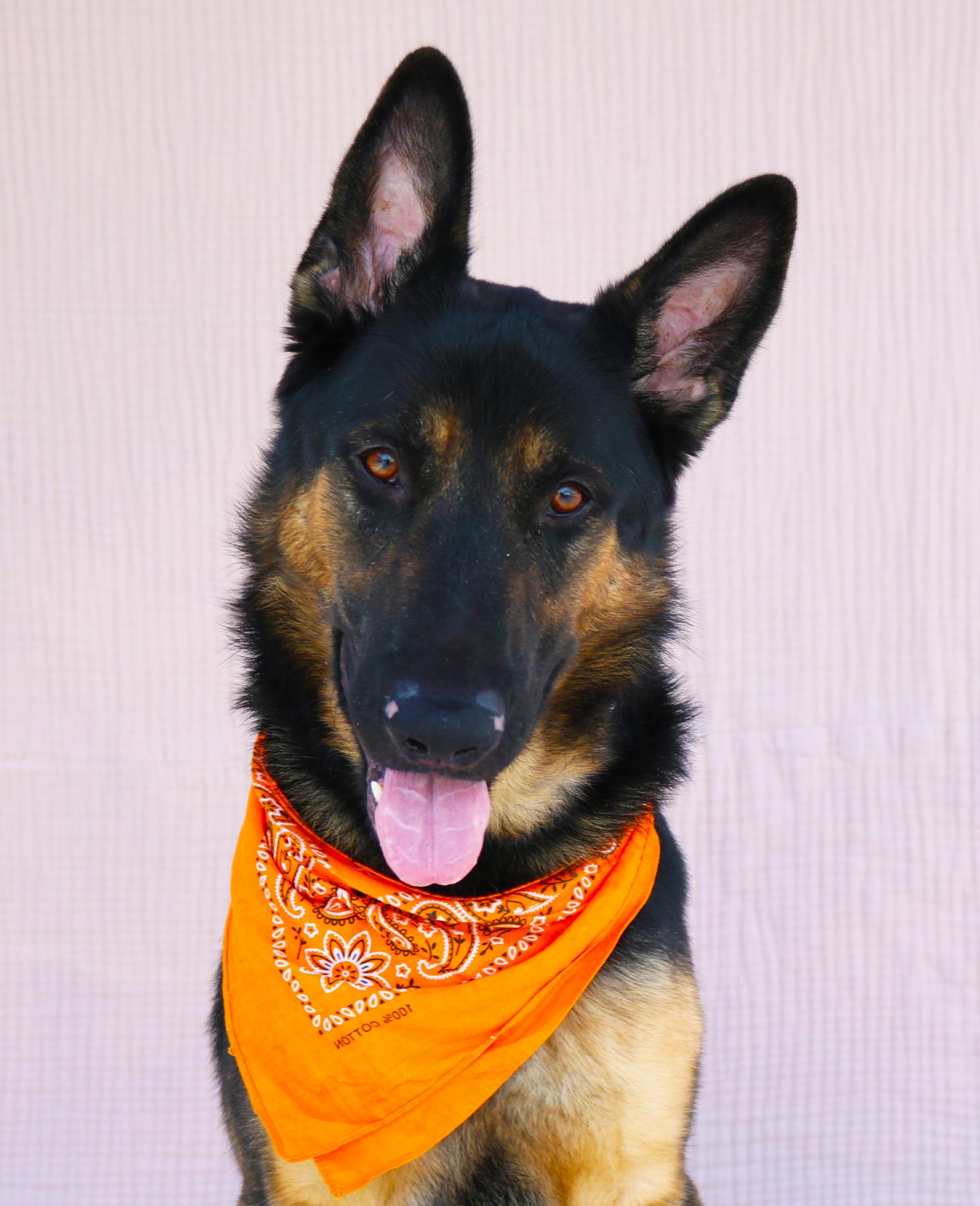 MAX, a Adoptable German Shepherd Dog in Pasadena, CA image 2/3