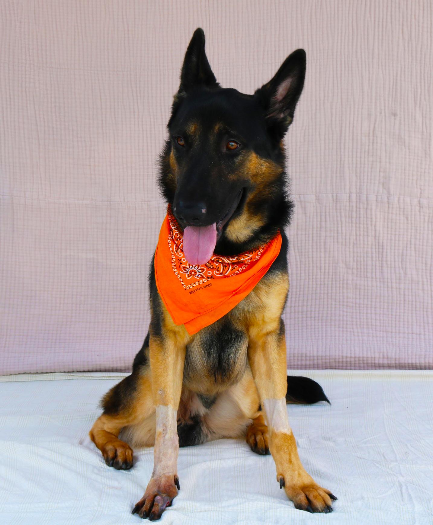 MAX, a Adoptable German Shepherd Dog in Pasadena, CA image 3/3