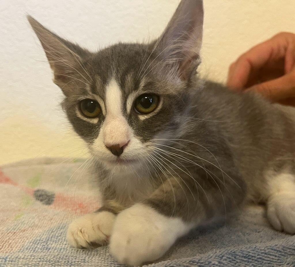 Stan, a Adoptable mixed breed image 3/5