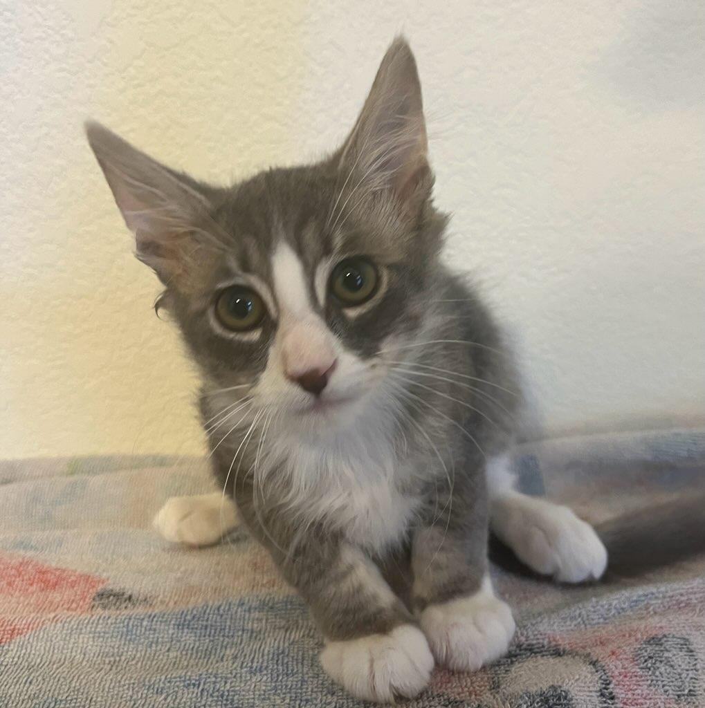 Stan, a Adoptable mixed breed image 4/5