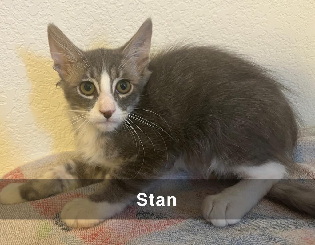 Stan, a Adoptable mixed breed image 5/5