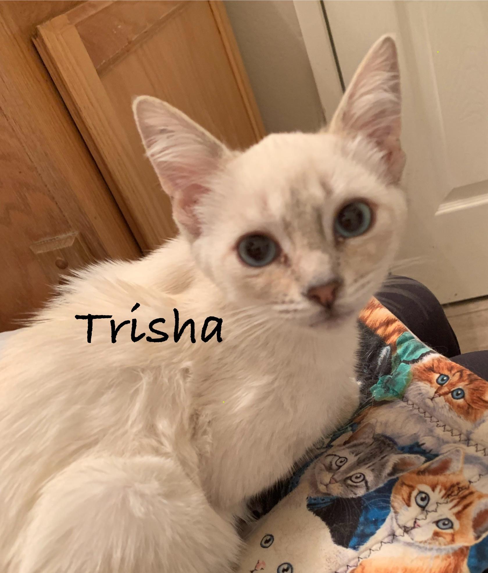 Trisha, ADOPTABLE, Young Female Domestic Short Hair & Siamese.