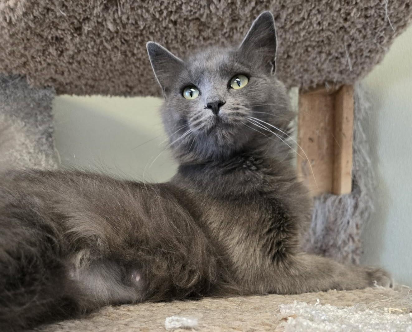 Enlarge Vampirella, an adopted Domestic Medium Hair in Larned, KS image 1/3