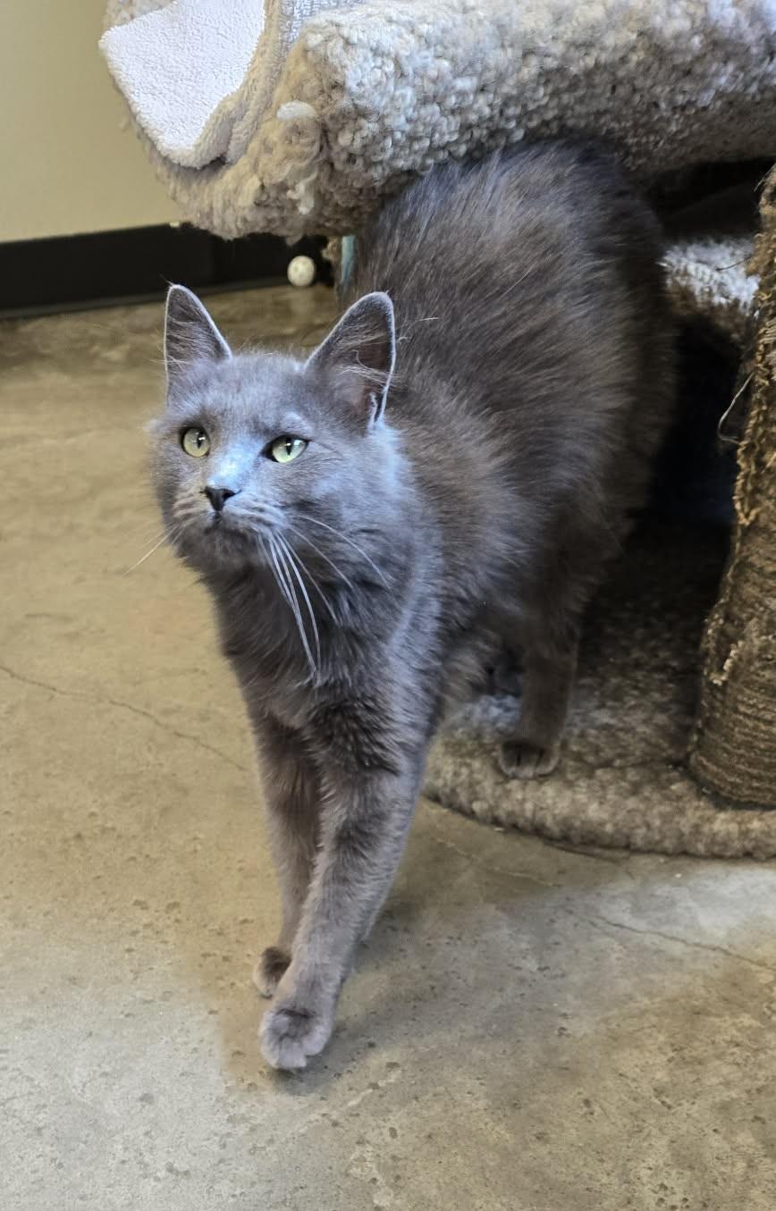 Enlarge Vampirella, an adopted Domestic Medium Hair in Larned, KS image 2/3