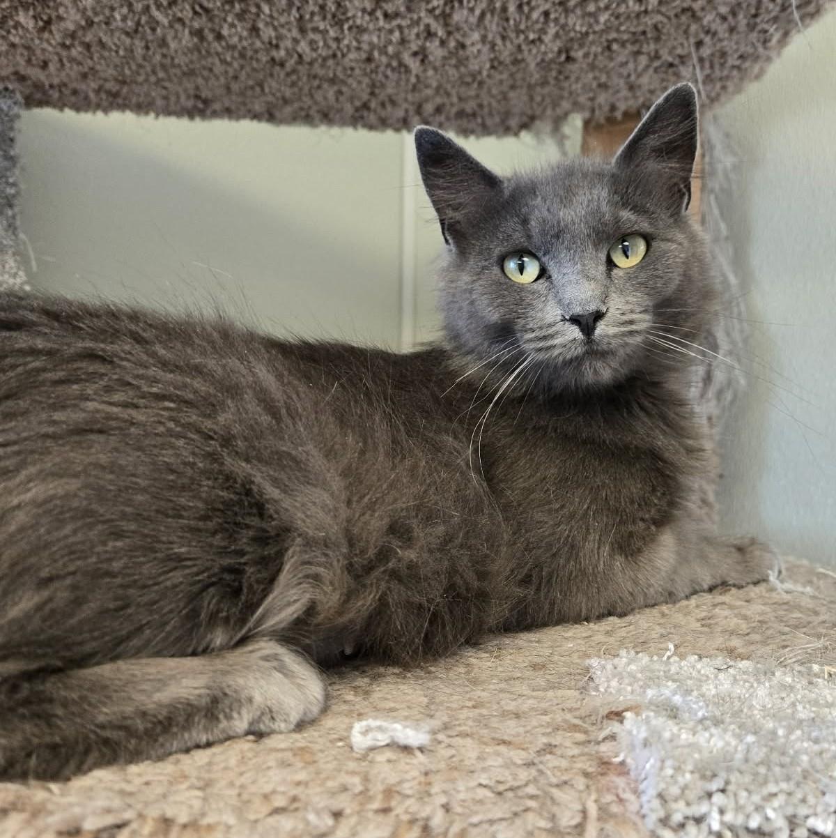 Enlarge Vampirella, an adopted Domestic Medium Hair in Larned, KS image 3/3