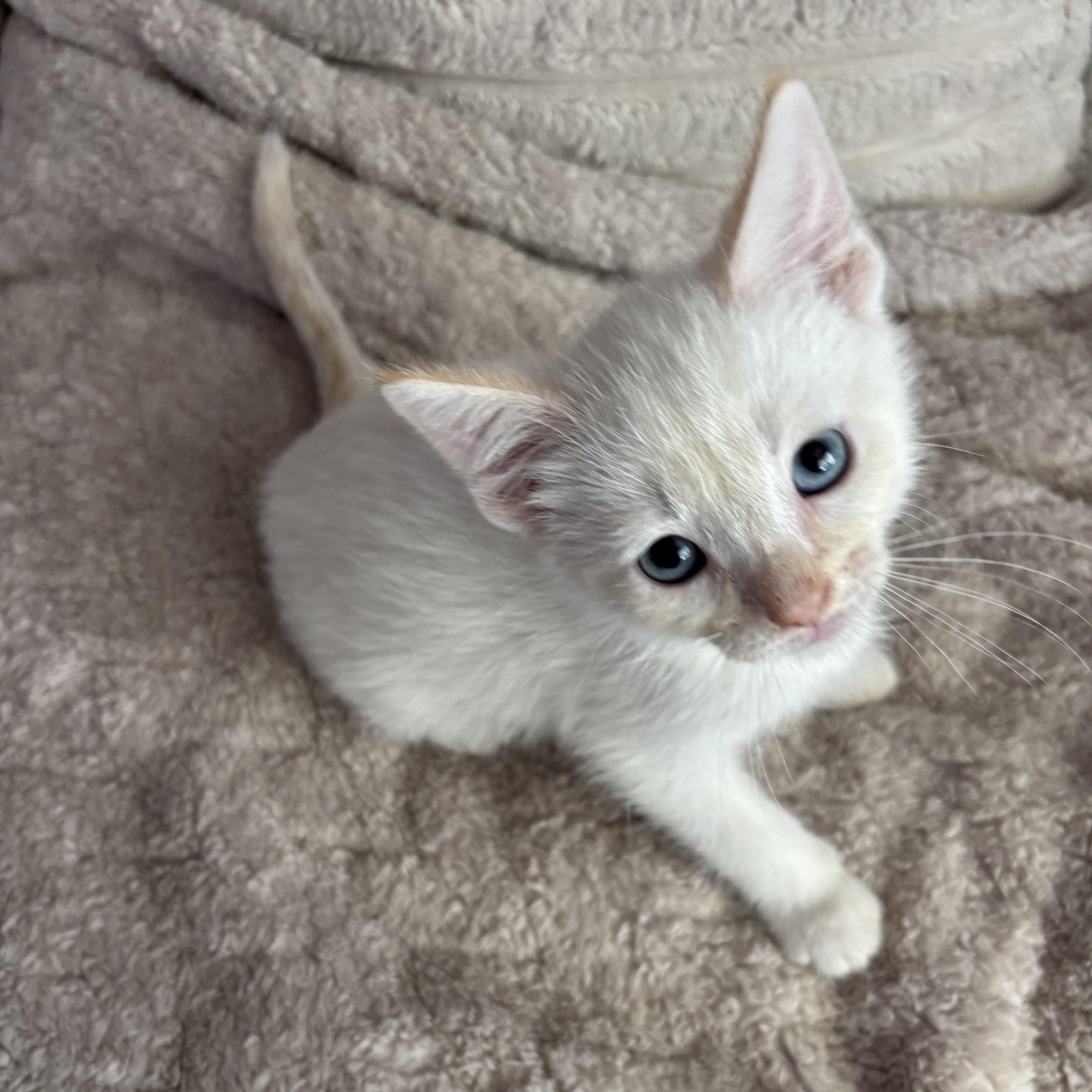 Enlarge Biscuit, an adopted Domestic Short Hair in Bonney Lake, WA image 2/6