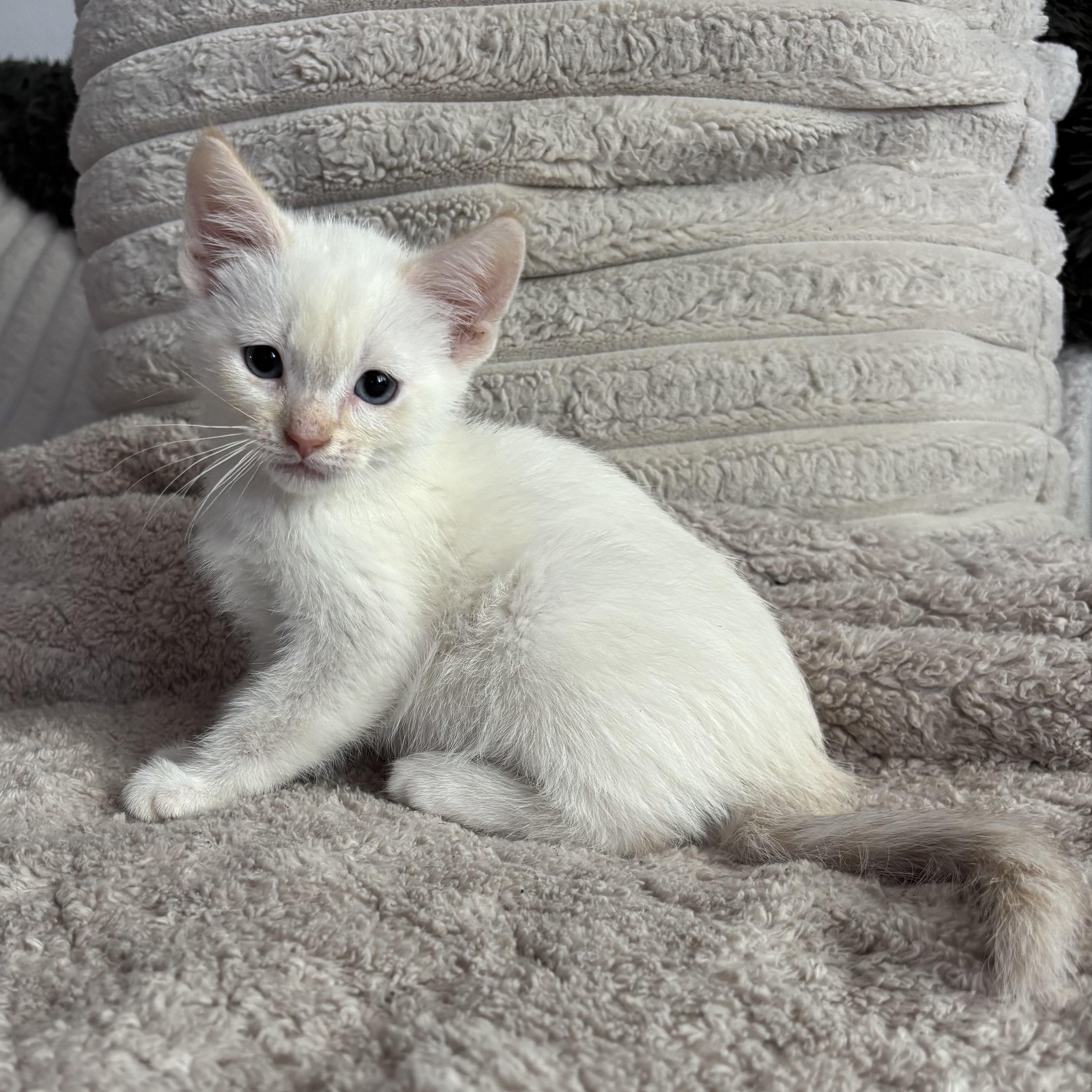 Enlarge Biscuit, an adopted Domestic Short Hair in Bonney Lake, WA image 6/6