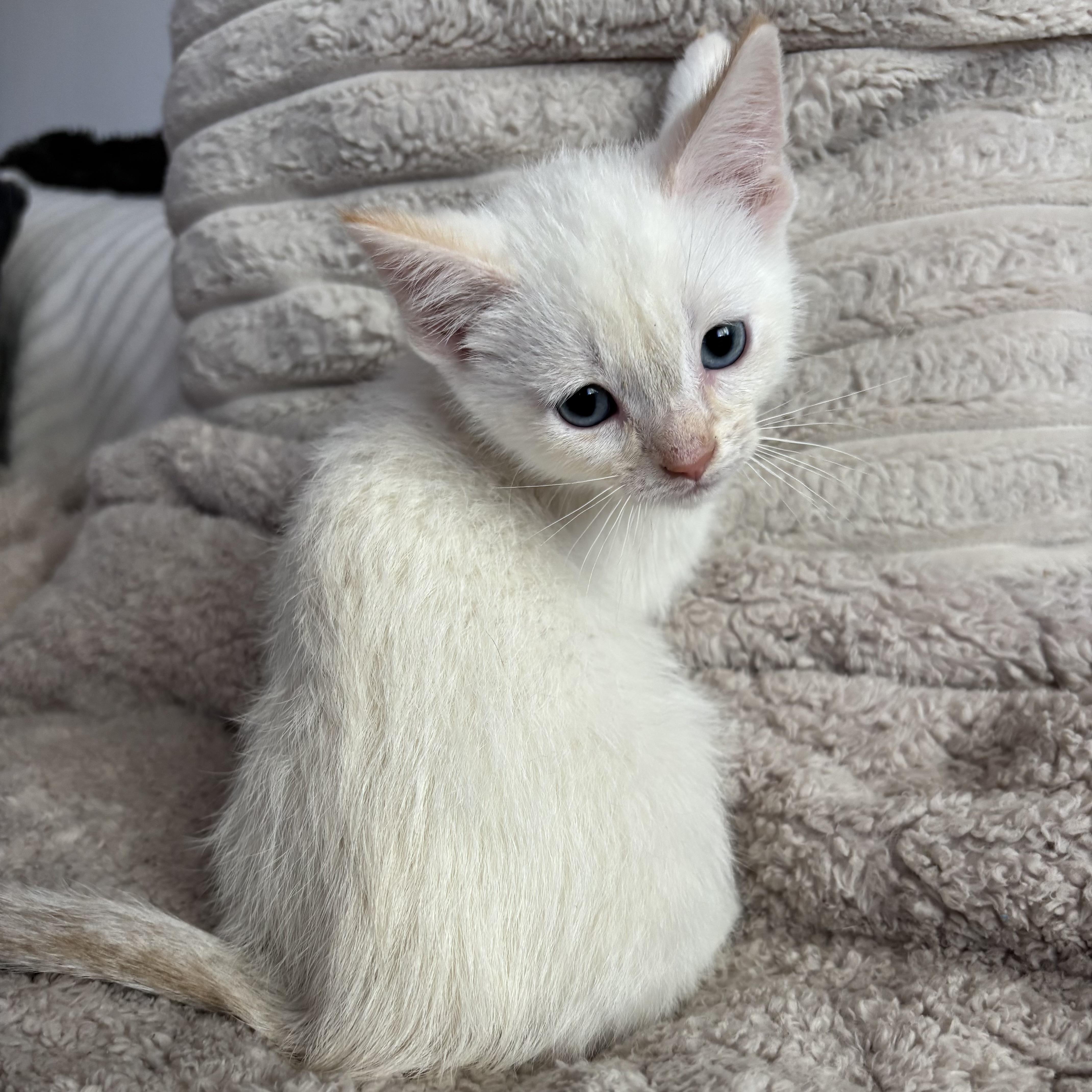 Enlarge Biscuit, an adopted Domestic Short Hair in Bonney Lake, WA image 4/6