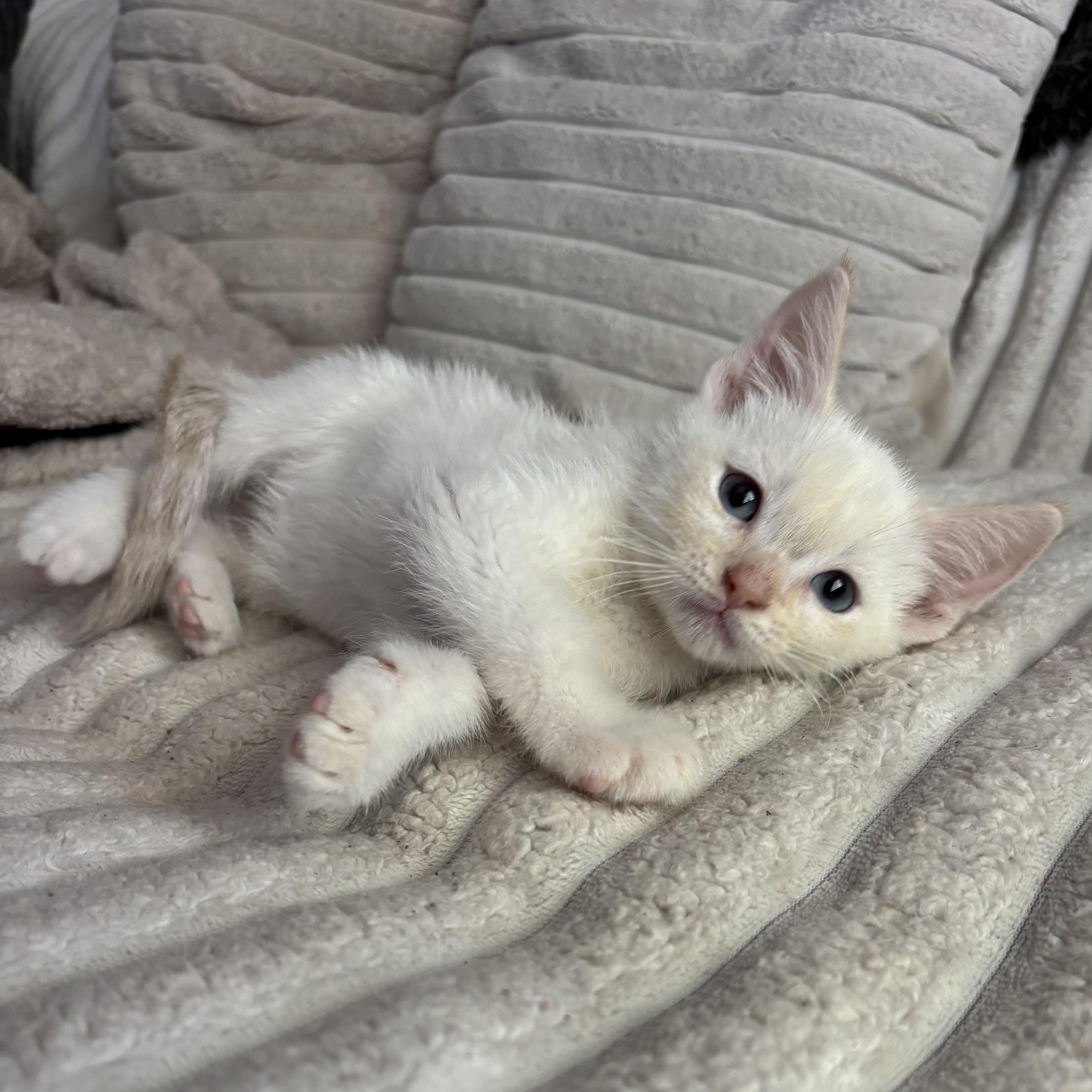 Enlarge Biscuit, an adopted Domestic Short Hair in Bonney Lake, WA image 5/6