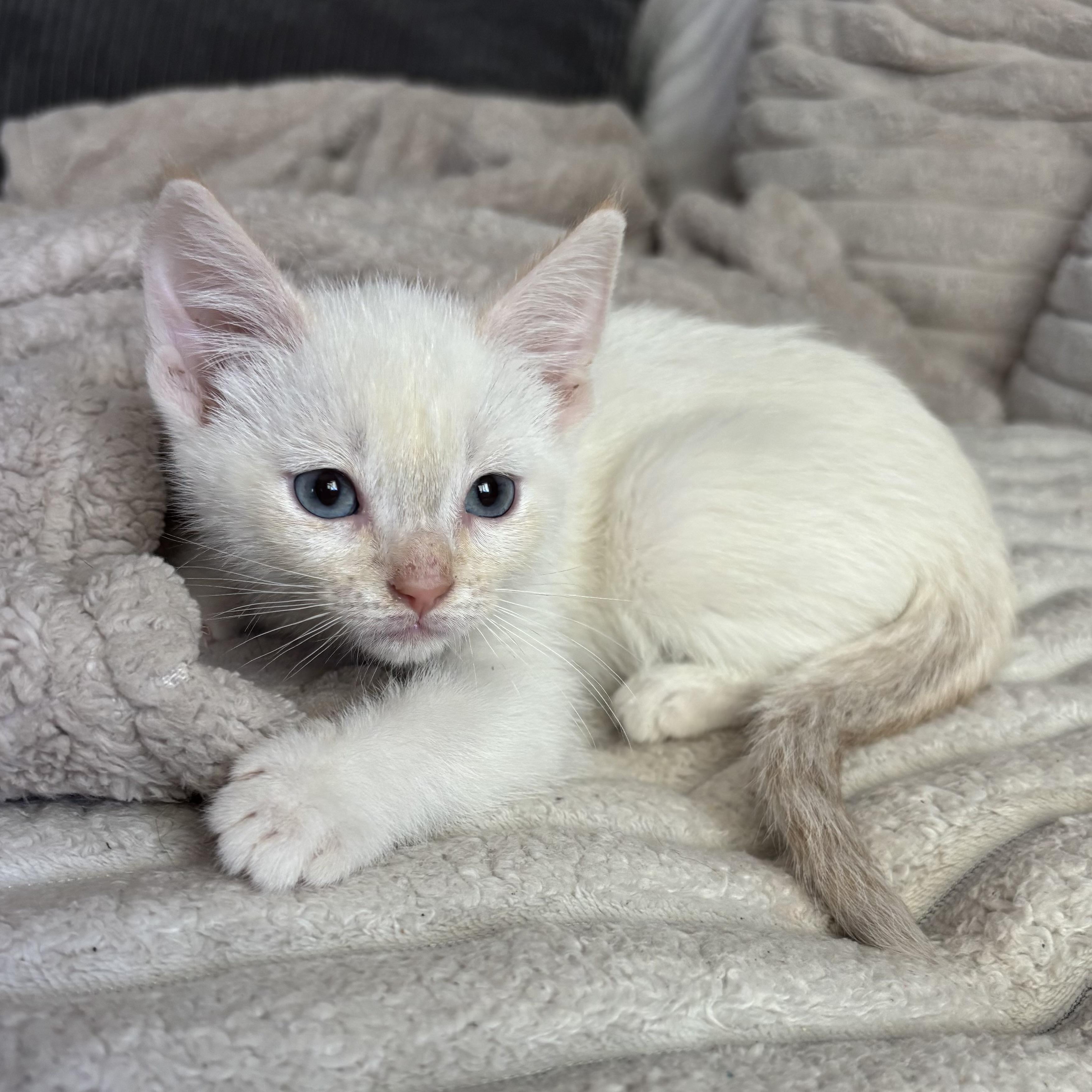 Enlarge Biscuit, an adopted Domestic Short Hair in Bonney Lake, WA image 1/6