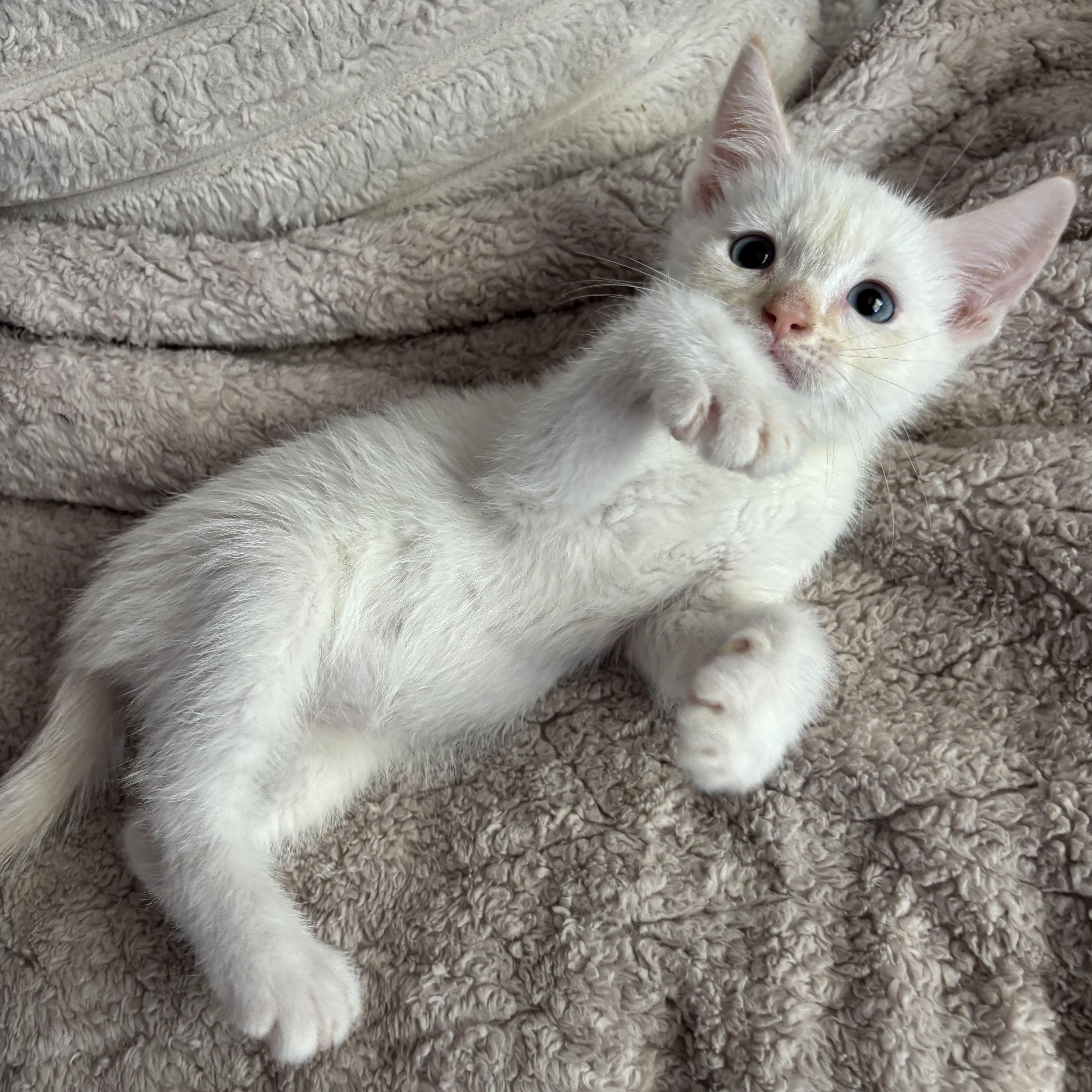 Enlarge Biscuit, an adopted Domestic Short Hair in Bonney Lake, WA image 3/6
