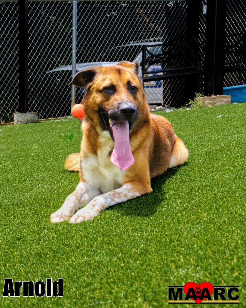 Arnold, Adoptable, Young Male German Shepherd Dog & Anatolian Shepherd.