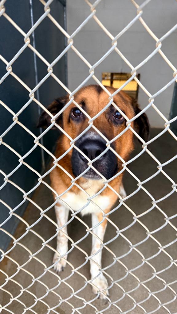 Arnold, a Adoptable mixed breed in Maryville, TN image 2/4