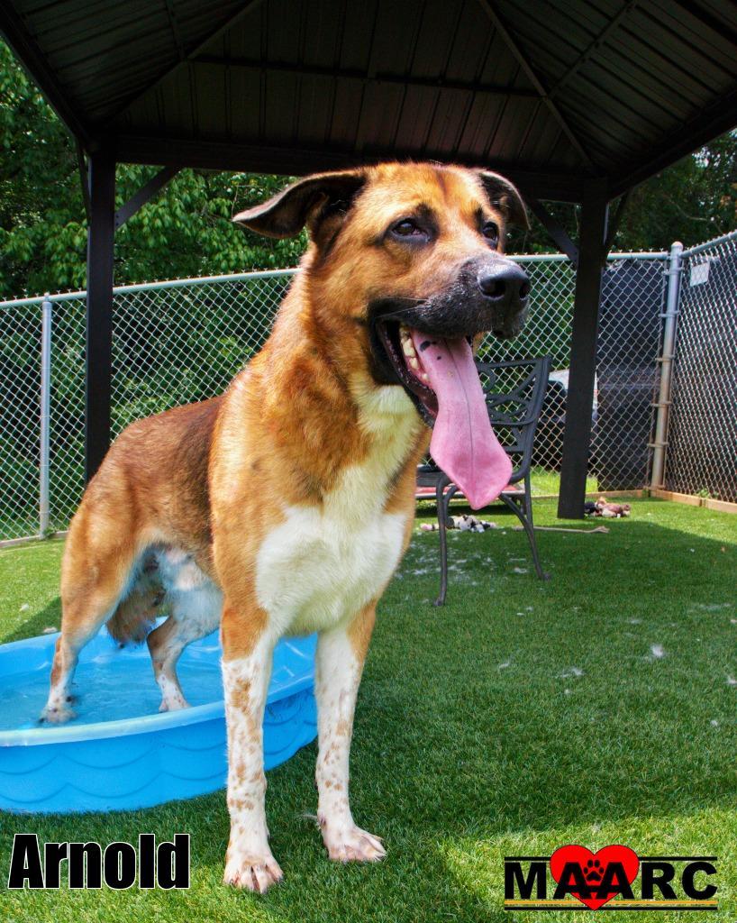 Arnold, a Adoptable mixed breed in Maryville, TN image 3/4
