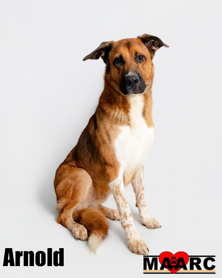 Arnold, a Adoptable mixed breed in Maryville, TN image 4/4