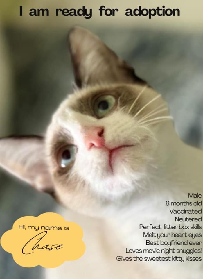 Chase, Adopted, Kitten Male Snowshoe.