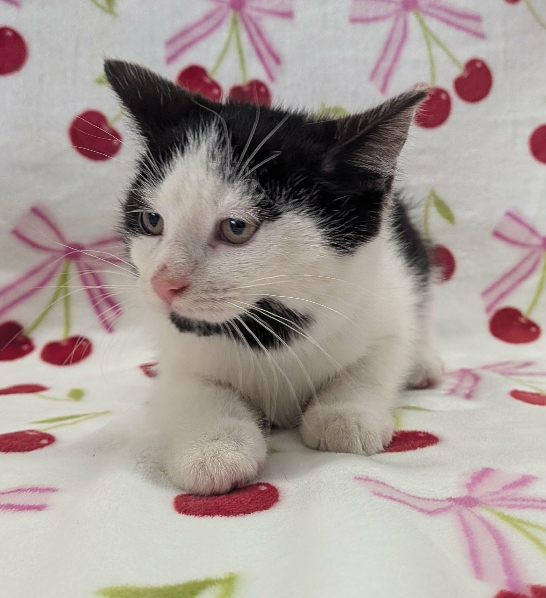 Enlarge MICROWAVE, a ADOPTABLE Domestic Short Hair in Tillsonburg, ON image 4/6