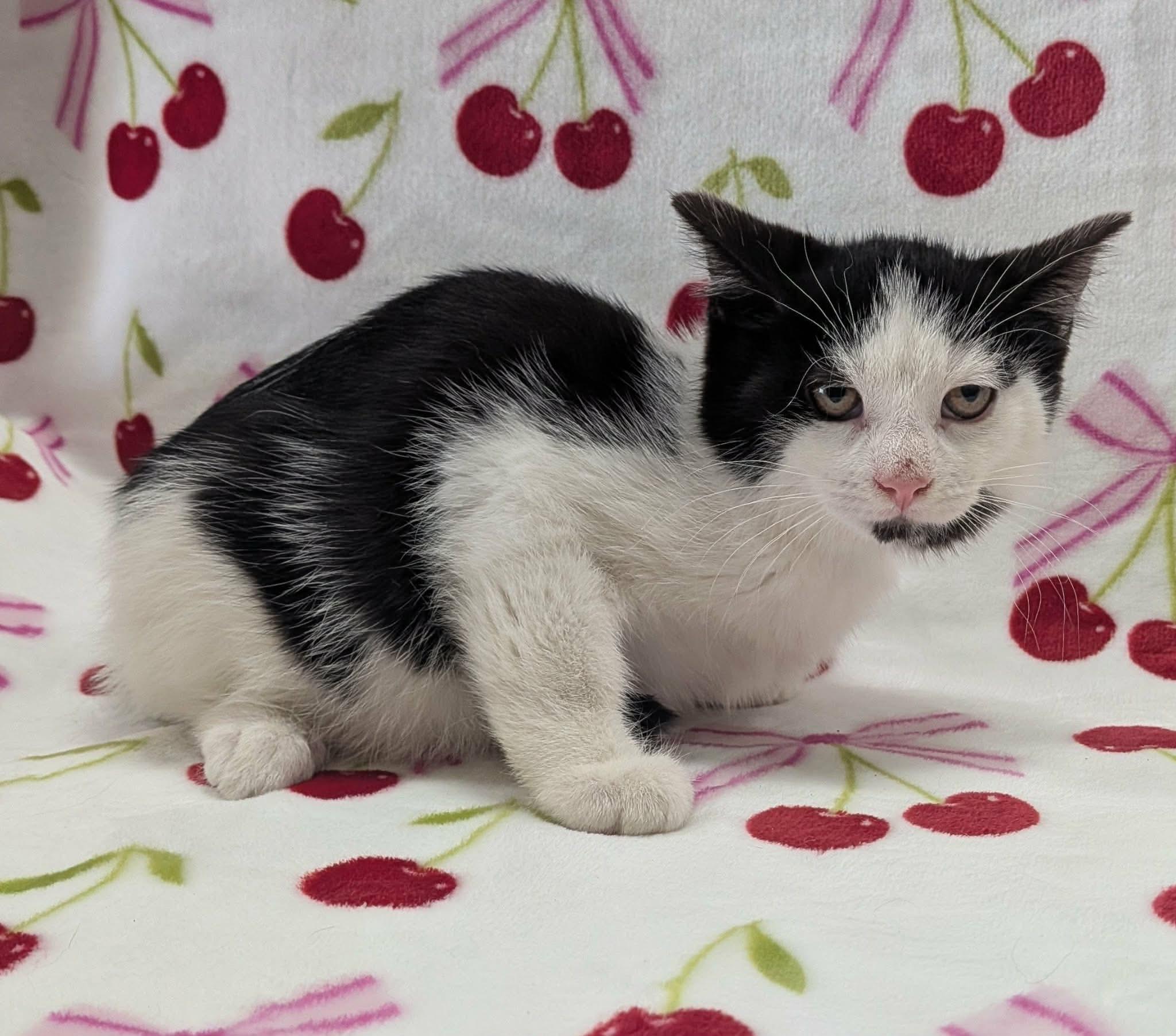 Enlarge MICROWAVE, a ADOPTABLE Domestic Short Hair in Tillsonburg, ON image 2/6