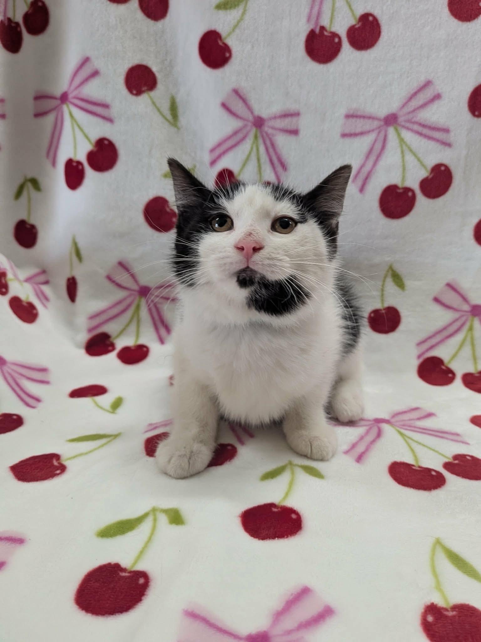 Enlarge MICROWAVE, a ADOPTABLE Domestic Short Hair in Tillsonburg, ON image 1/6