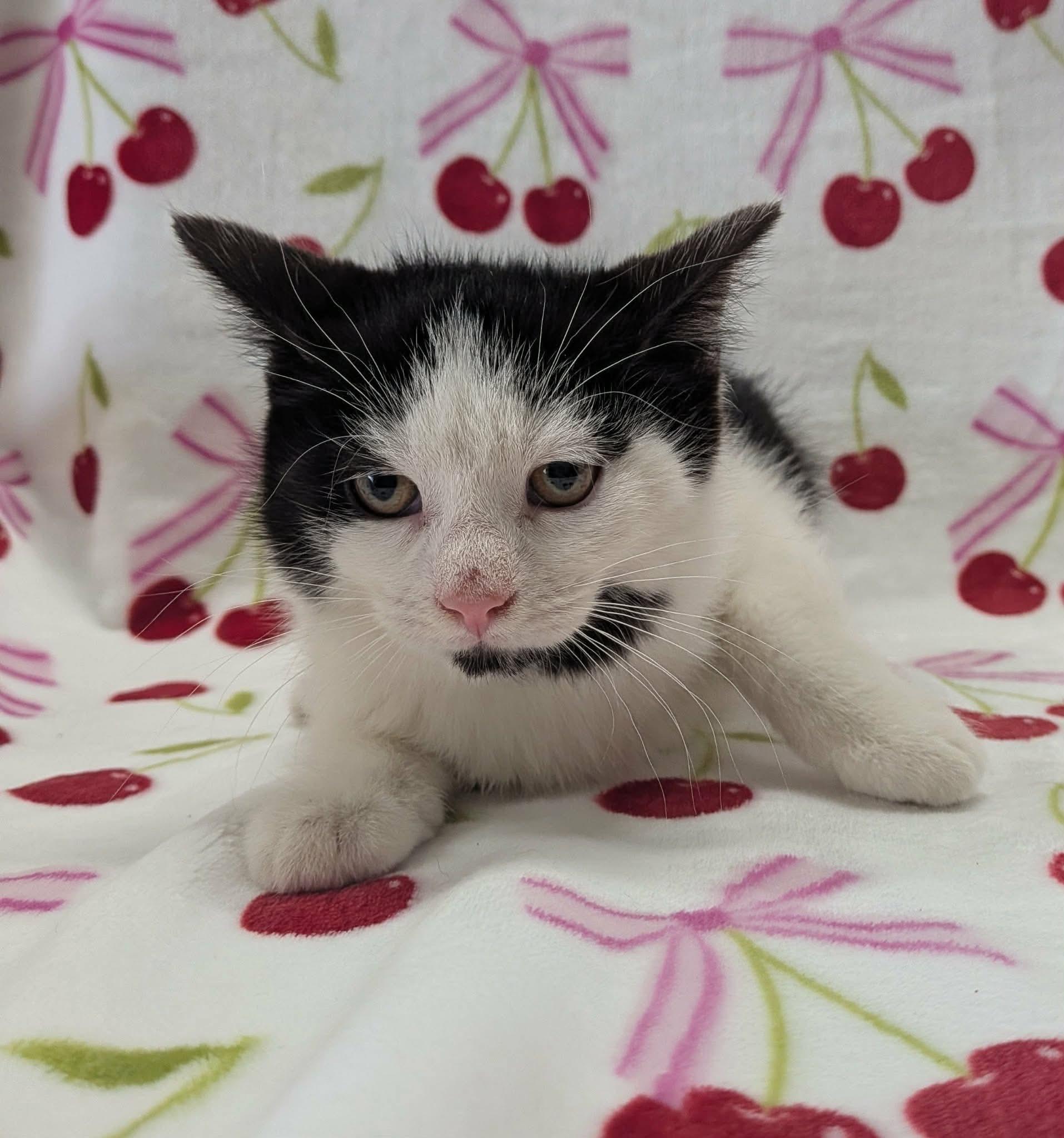 Enlarge MICROWAVE, a ADOPTABLE Domestic Short Hair in Tillsonburg, ON image 5/6