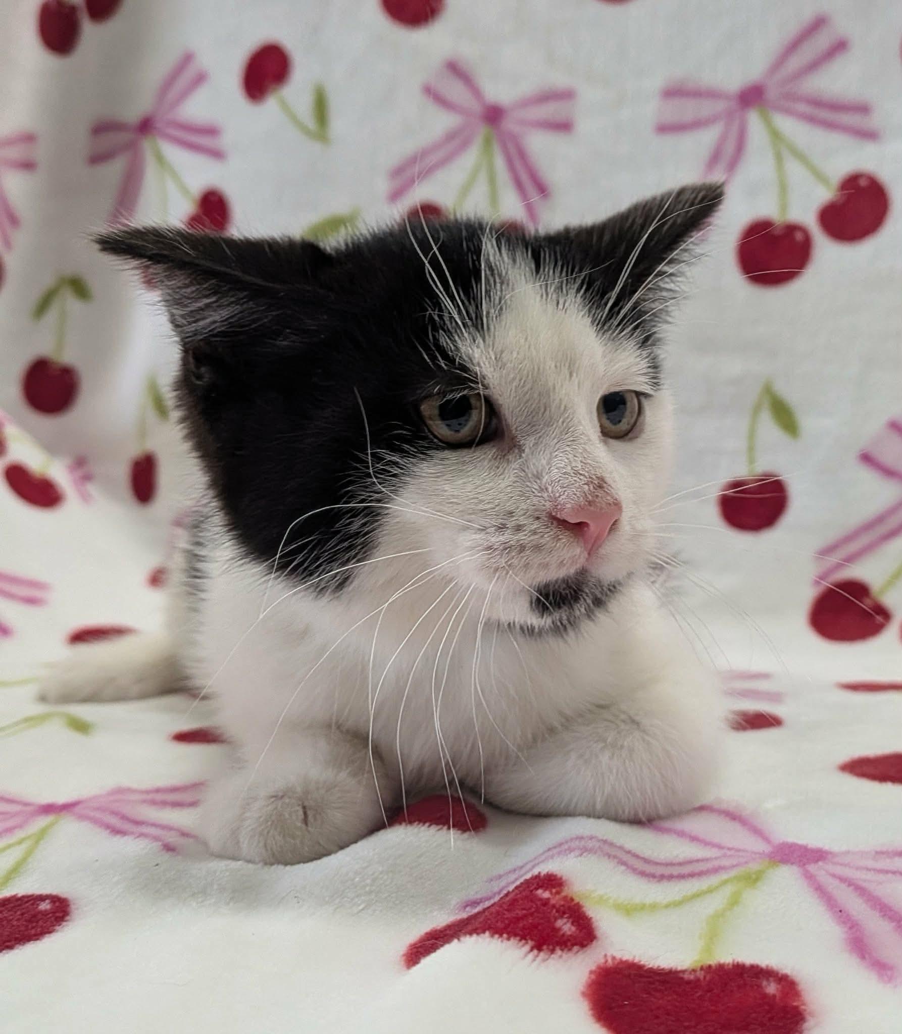Enlarge MICROWAVE, a ADOPTABLE Domestic Short Hair in Tillsonburg, ON image 3/6