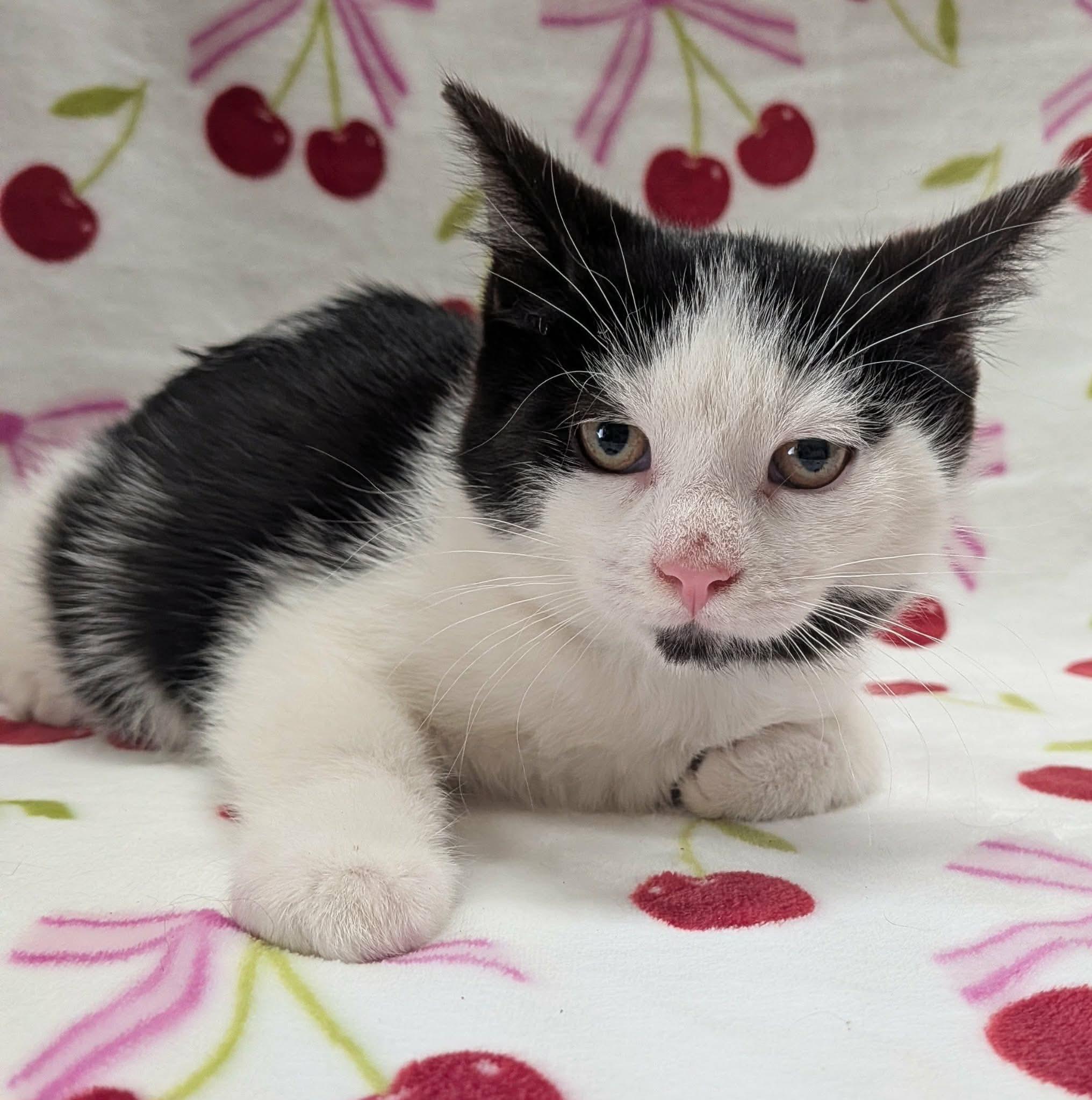 Enlarge MICROWAVE, a ADOPTABLE Domestic Short Hair in Tillsonburg, ON image 6/6