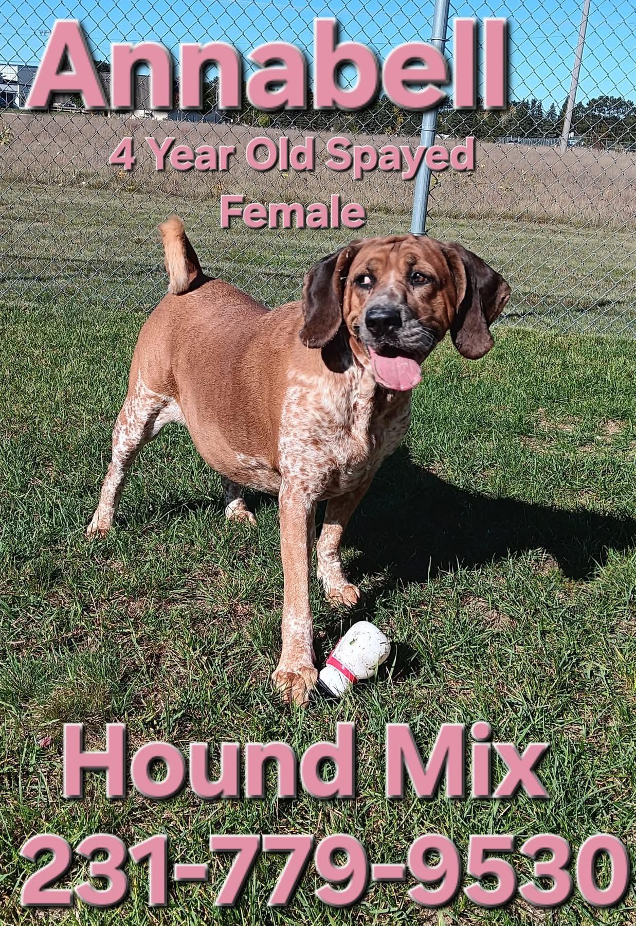 Enlarge ANNABELL, a Adoptable mixed breed in Cadillac, MI image 3/3