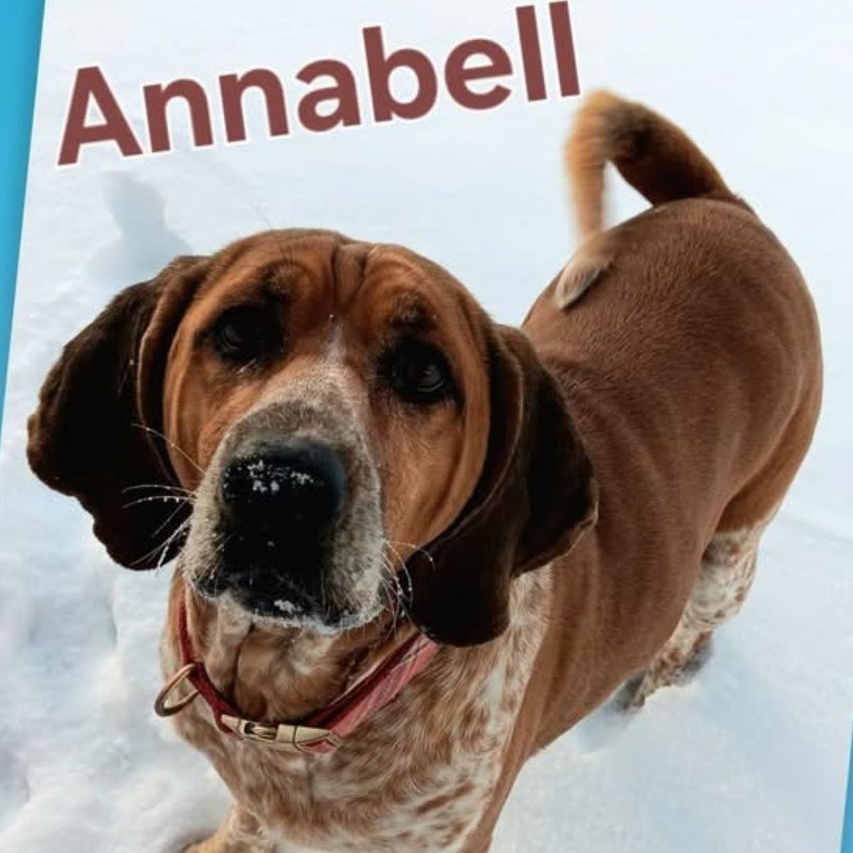 ANNABELL, Adoptable, Adult Female Hound.