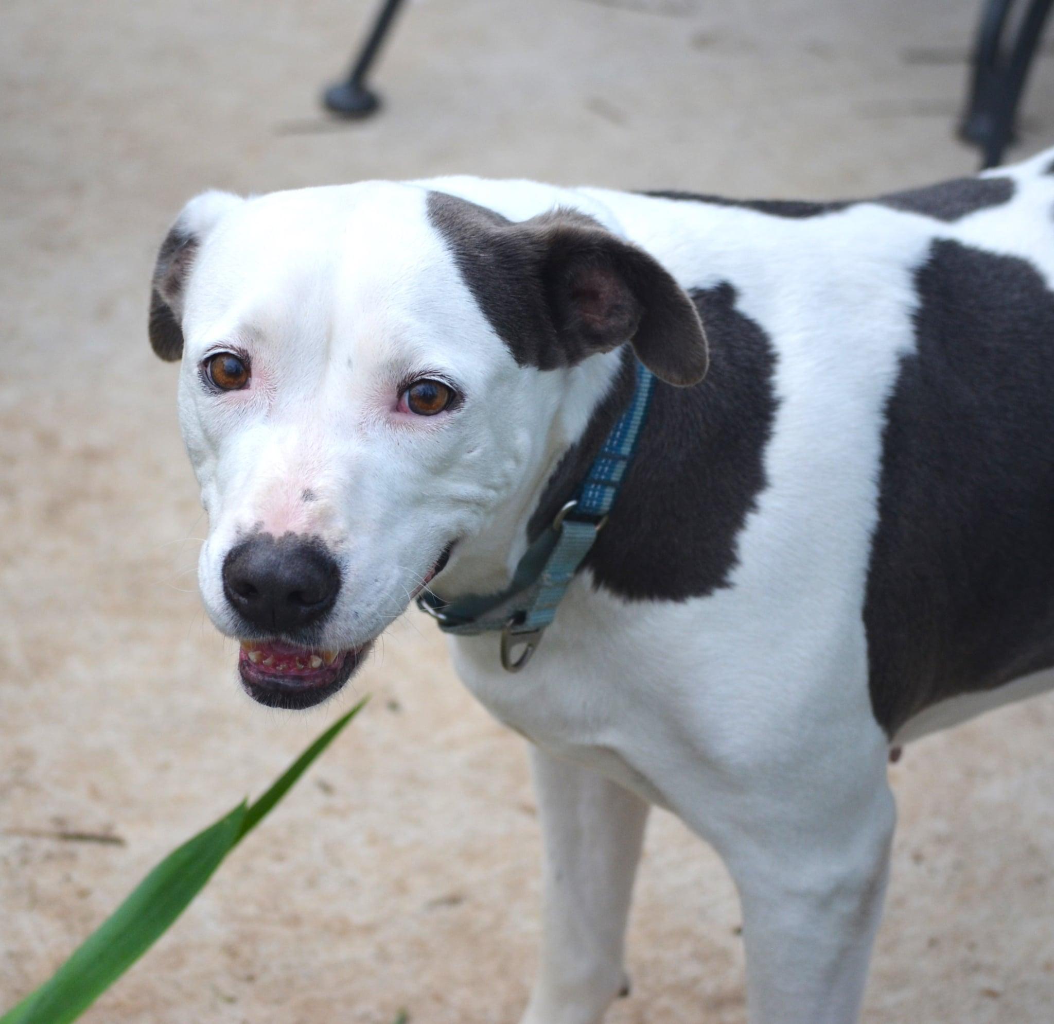 Phoebe, Adult Female Pit Bull Terrier