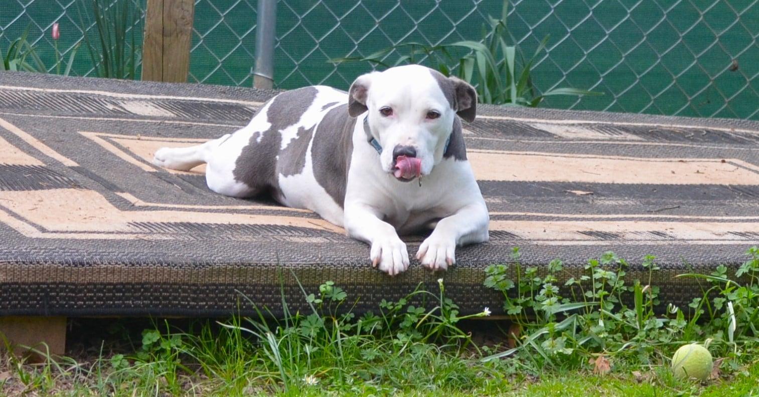 Enlarge Phoebe, a Adoptable mixed breed in Sylacauga, AL image 2/5