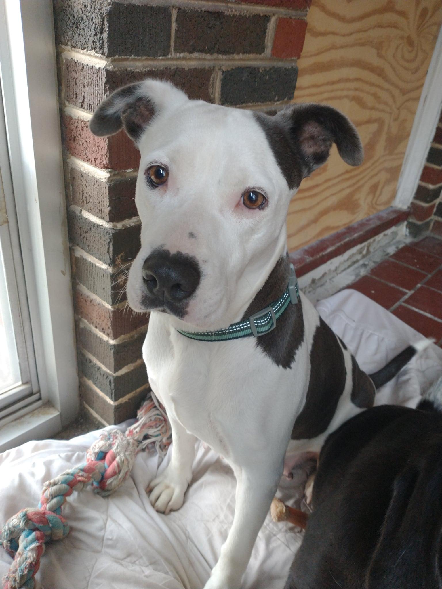 Enlarge Phoebe, a Adoptable mixed breed in Sylacauga, AL image 3/5