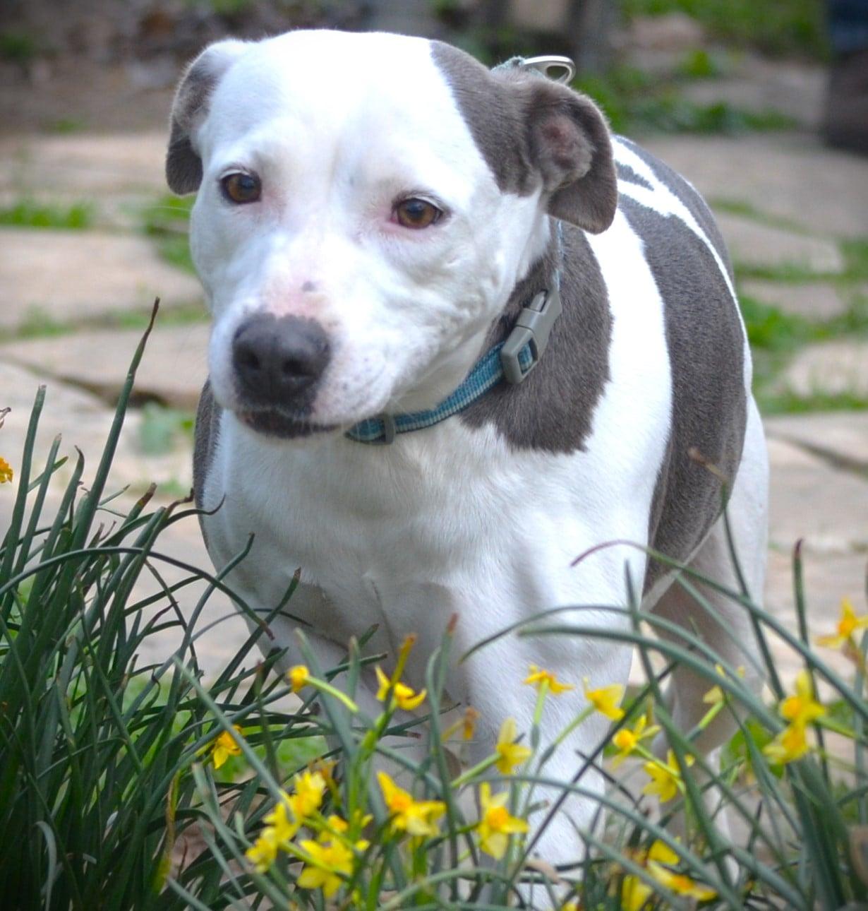 Enlarge Phoebe, a Adoptable mixed breed in Sylacauga, AL image 4/5