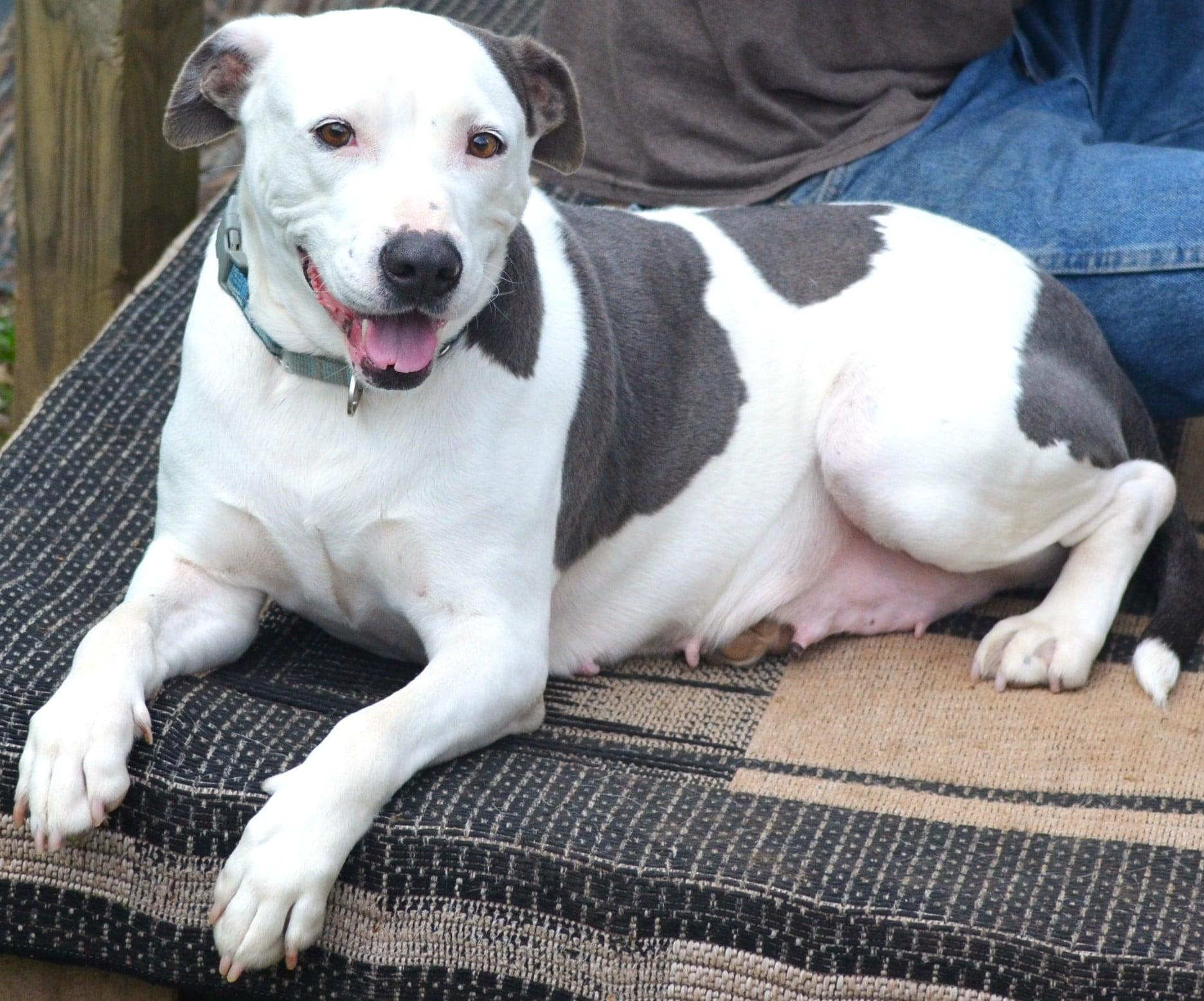 Enlarge Phoebe, a Adoptable mixed breed in Sylacauga, AL image 5/5