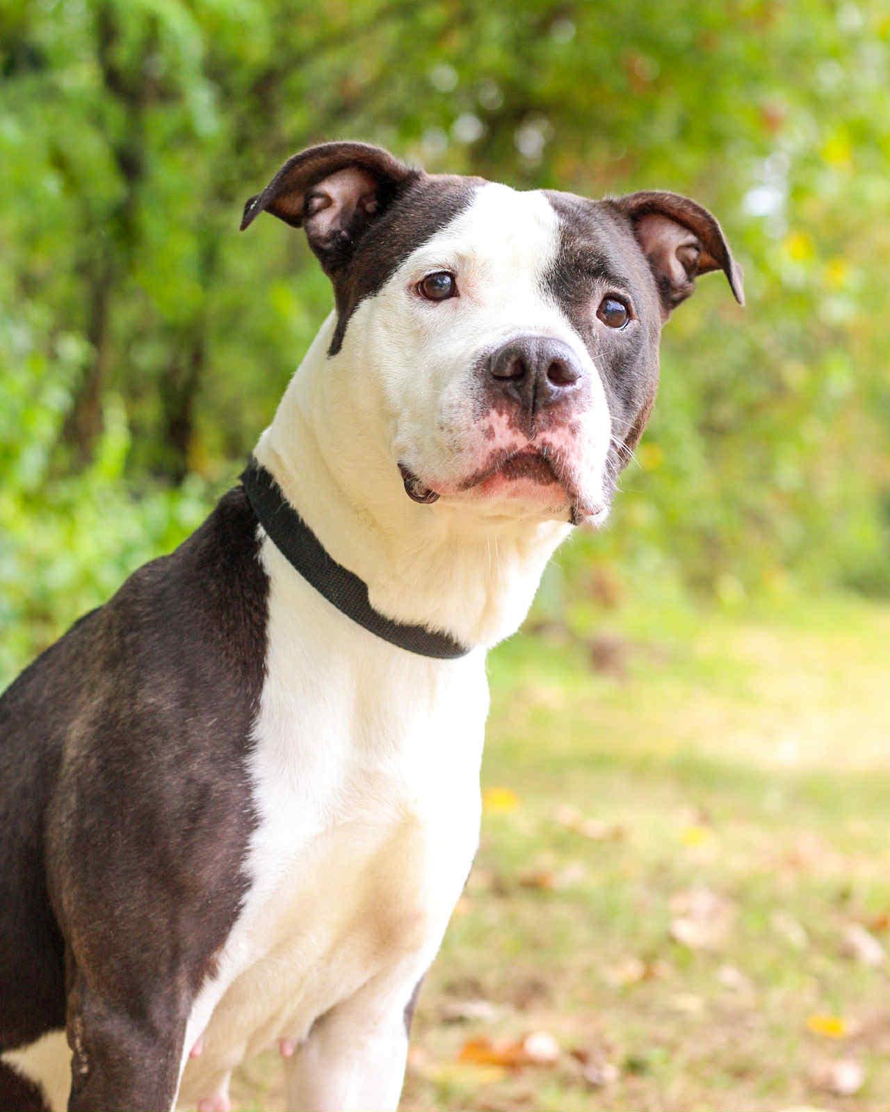 FIONA APPLE, Adoptable, Adult Female Pit Bull Terrier.