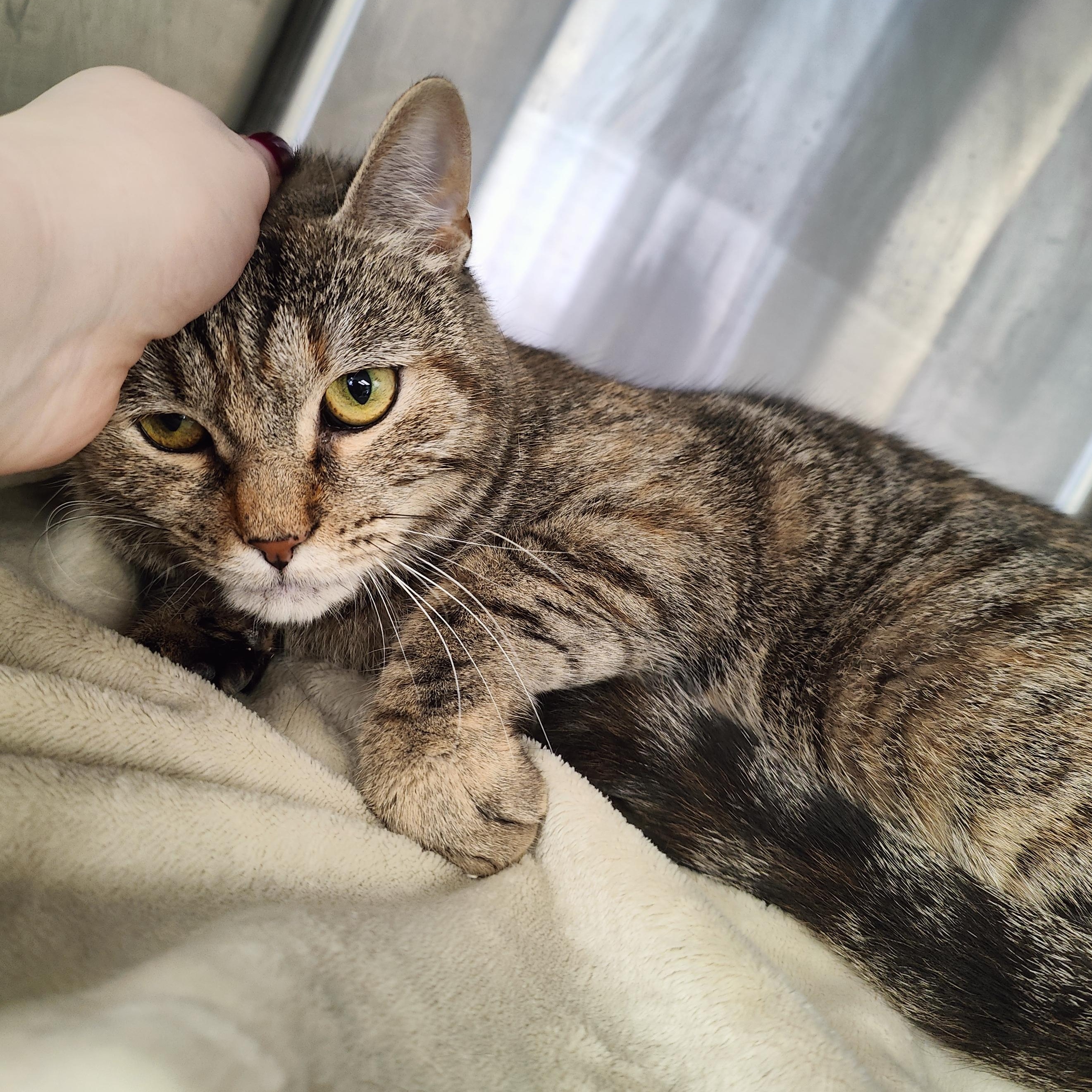 Enlarge Velma, a Adoptable Domestic Short Hair in Jersey city, NJ image 2/3