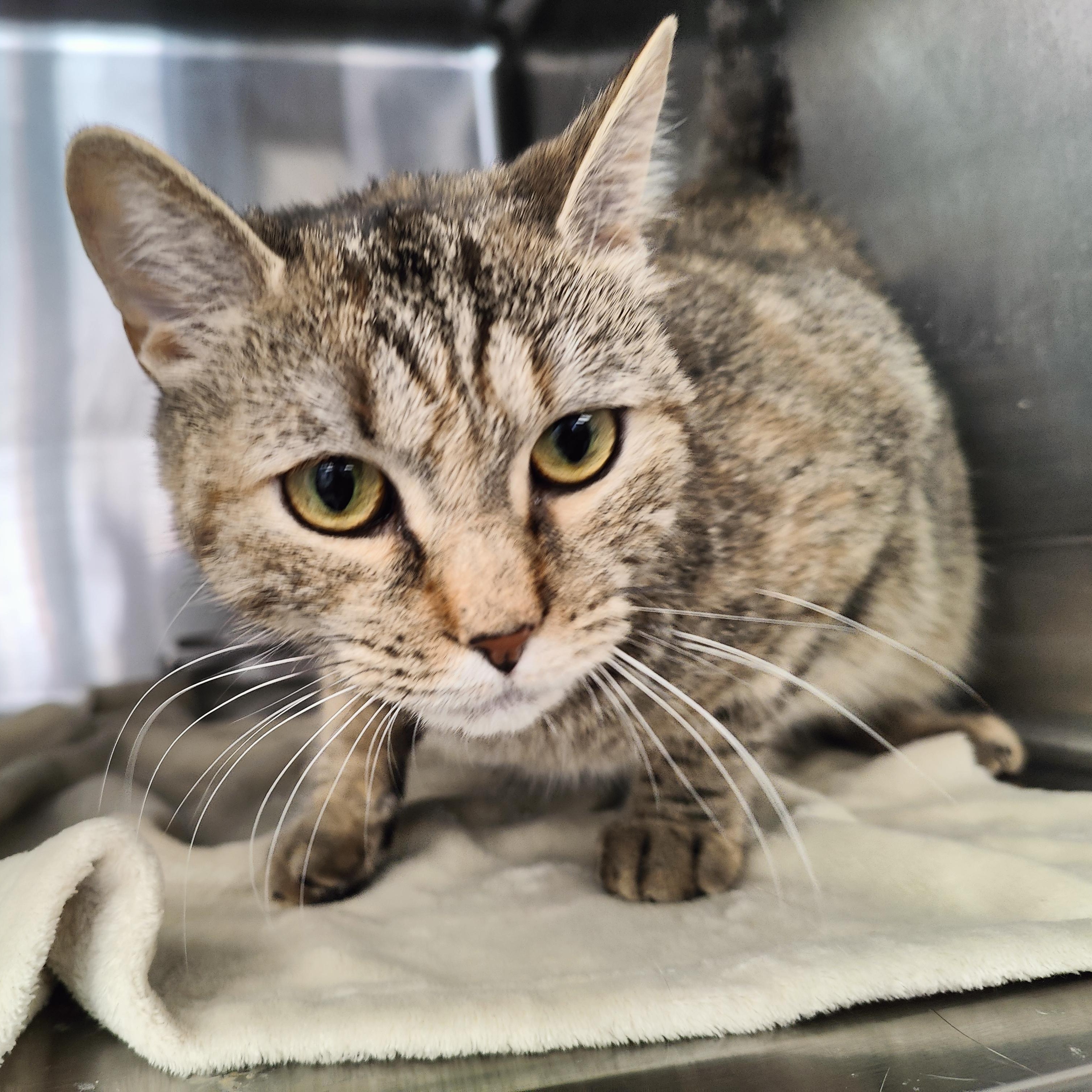 Enlarge Velma, a Adoptable Domestic Short Hair in Jersey city, NJ image 1/3