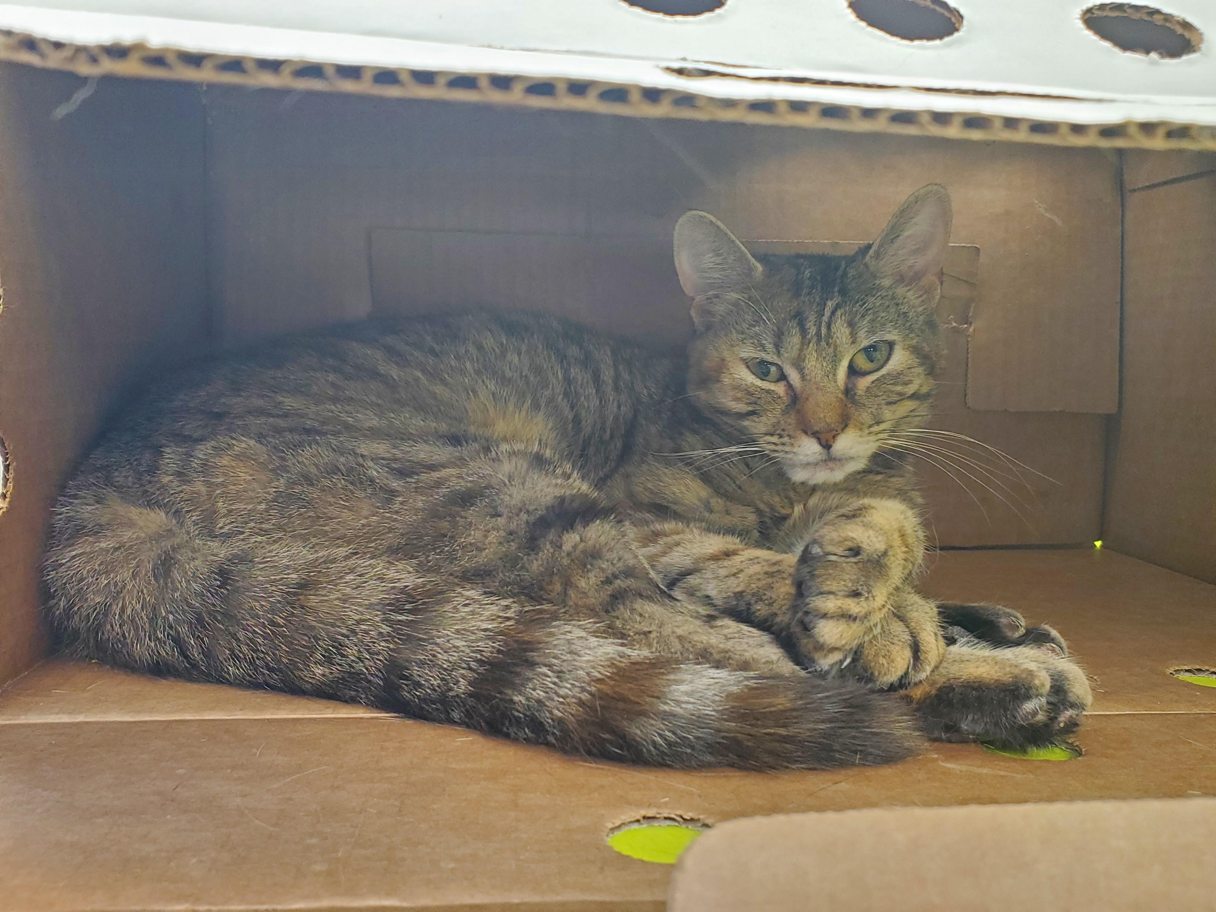 Enlarge Velma, a Adoptable Domestic Short Hair in Jersey city, NJ image 3/3