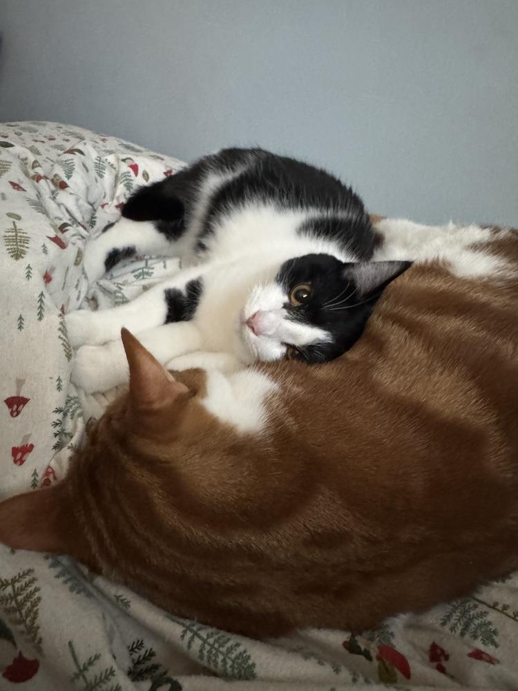 Enlarge Dorothy, a Adoptable Domestic Short Hair in Springdale, PA image 1/6