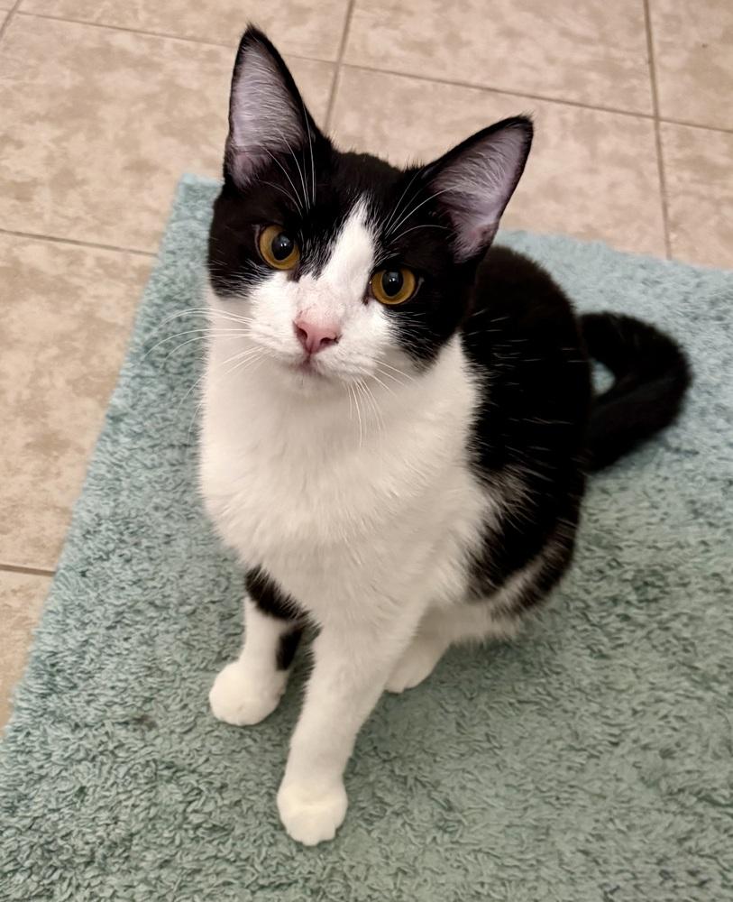 Enlarge Dorothy, a Adoptable Domestic Short Hair in Springdale, PA image 2/6