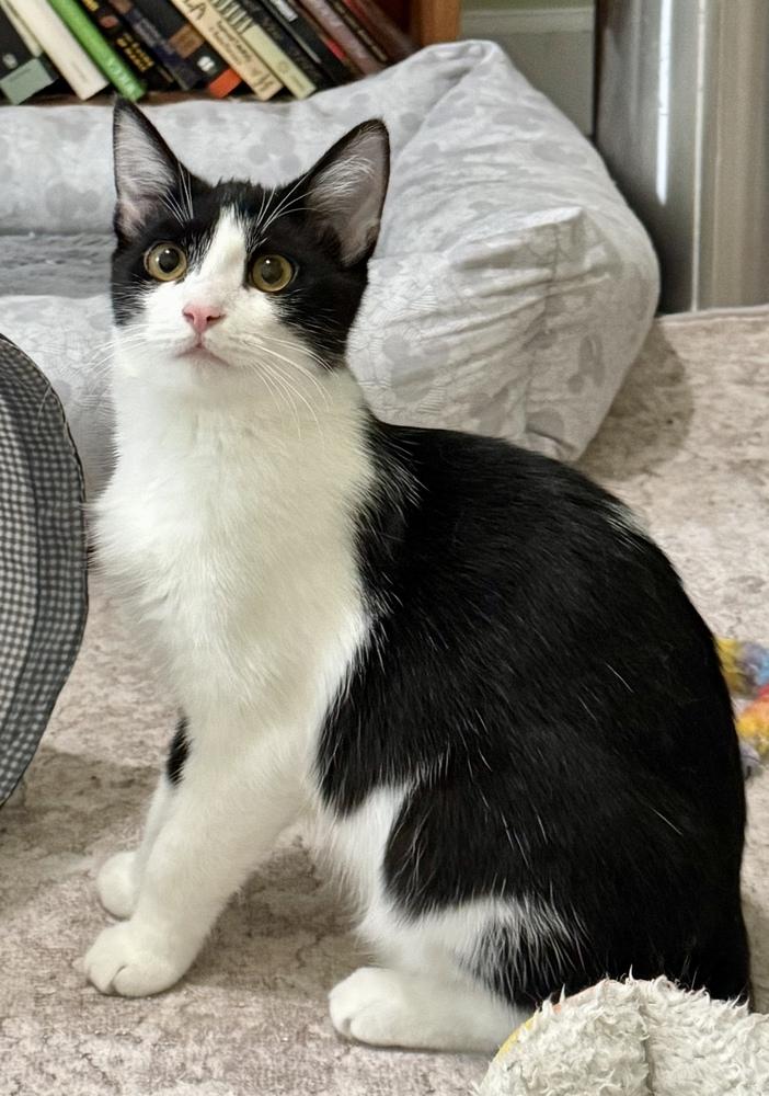 Dorothy, Adoptable, Young Female Domestic Short Hair.